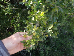 Searsia longispina