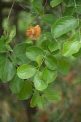 Combretum zeyheri