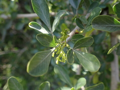 Searsia longispina