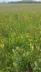 Crepis biennis