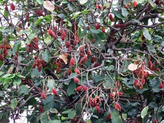 Sterculia monosperma