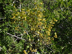 Viscum rotundifolium