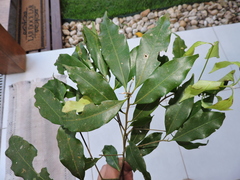 Ocotea elegans
