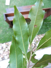 Ocotea elegans