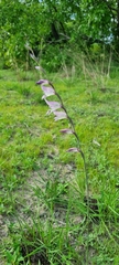 Gladiolus unguiculatus image