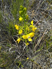 Eulophia speciosa