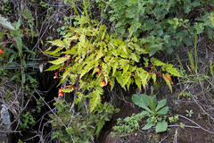 Begonia sutherlandii
