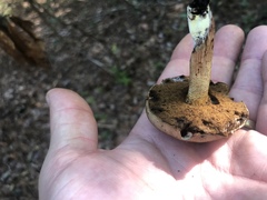 Retiboletus vinaceipes