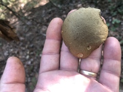 Retiboletus vinaceipes