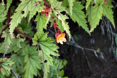 Begonia sutherlandii