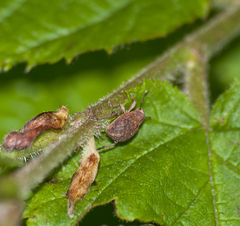 Strophosoma melanogrammum