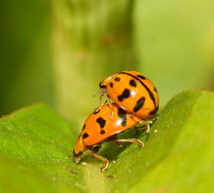 Harmonia octomaculata