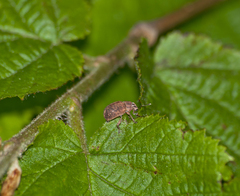 Strophosoma melanogrammum