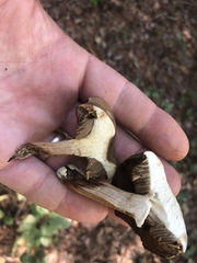 Retiboletus vinaceipes