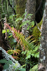 Blechnum attenuatum