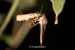 Colepia rufiventris
