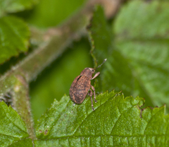 Strophosoma melanogrammum