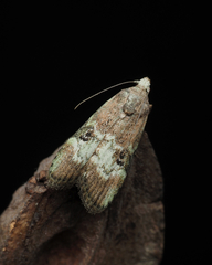 Heteromicta tripartitella