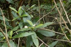 Bowkeria verticillata