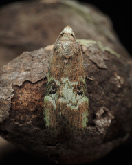 Heteromicta tripartitella