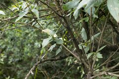 Bowkeria verticillata