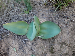 Haemanthus coccineus