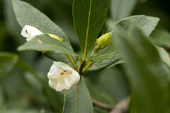 Bowkeria verticillata