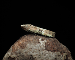 Heteromicta tripartitella