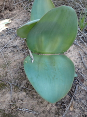 Haemanthus coccineus