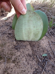 Haemanthus coccineus