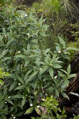 Bowkeria verticillata