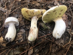 Xanthoconium stramineum