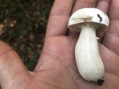 Xanthoconium stramineum