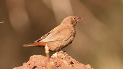 Emblema pictum