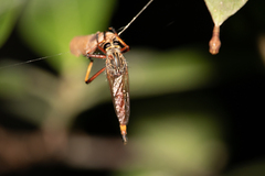 Colepia rufiventris