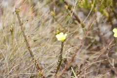 Linum africanum