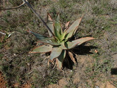 Aloe
