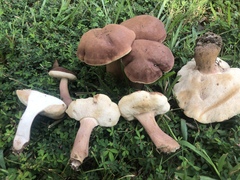 Tylopilus ferrugineus