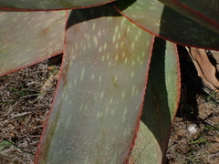 Aloe
