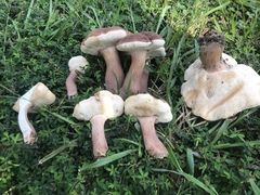 Tylopilus ferrugineus