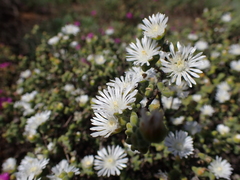 Drosanthemum fourcadei