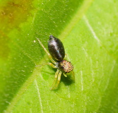 Salticoidea