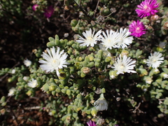 Drosanthemum fourcadei