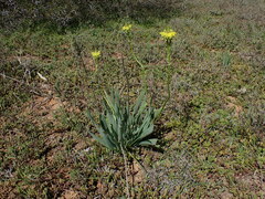 Bulbine narcissifolia