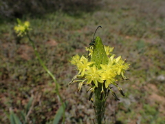 Bulbine narcissifolia