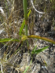 Eulophia speciosa