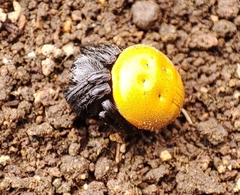 Araneus sernai