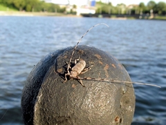 Acanthocinus aedilis