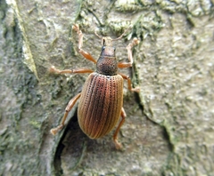 Polydrusus mollis