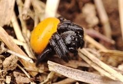 Araneus sernai